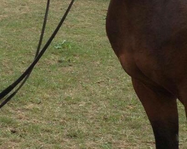 dressage horse Salü 12 (Westphalian, 2010, from Starnberg)