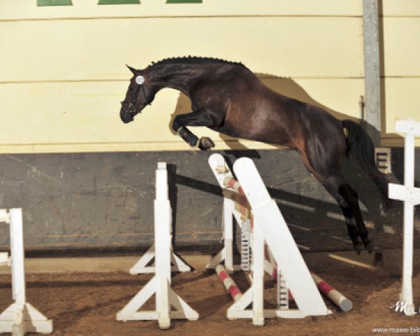 broodmare Laska (Zweibrücken, 2005, from Lassico)