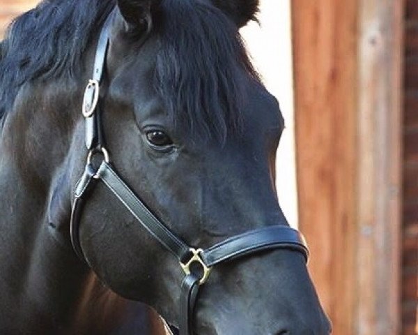 stallion Dominus 62 (Württemberger, 2011, from Desperados FRH)
