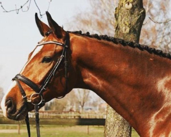 jumper Dawino 4 (Hanoverian, 2008, from Dancier)