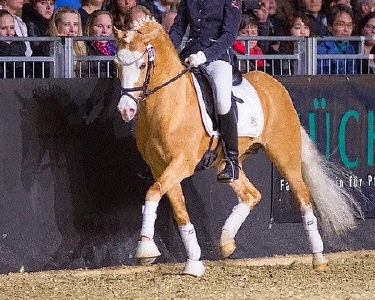 Deckhengst FS Mr. Right (Deutsches Reitpony, 2008, von FS Mr. Mobility)