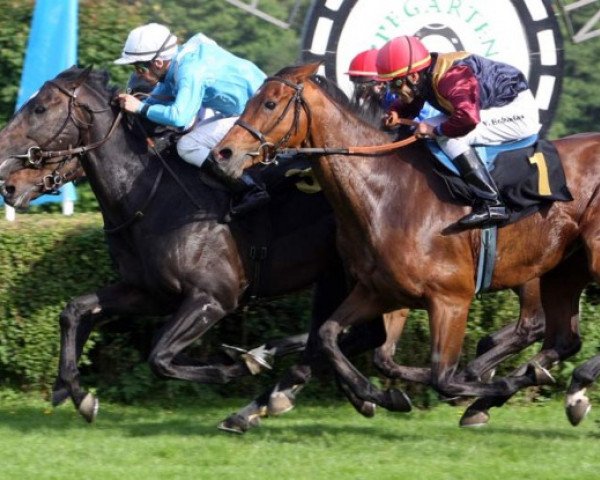 Pferd Le Miracle xx (Englisches Vollblut, 2001, von Monsun xx)