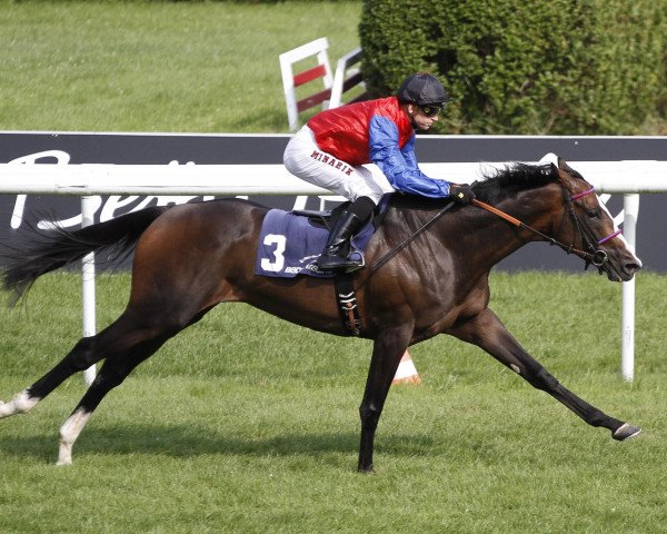 stallion Ito xx (Thoroughbred, 2011, from Adlerflug xx) stallion Ito xx (Thoroughbred, 2011, from Adlerflug xx)
