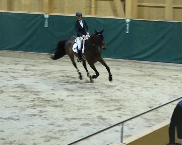 Reitturnier Dielsdorf, Horsepark 2020