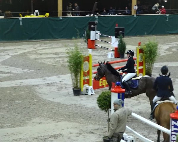 Reitturnier Dielsdorf, Horsepark 2020