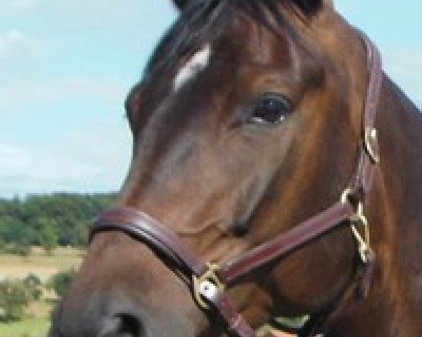 dressage horse Diamond Lady 25 (Württemberger, 2008, from Diamond Hit) dressage horse Diamond Lady 25 (Württemberger, 2008, from Diamond Hit)