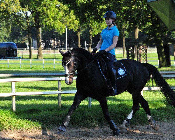 dressage horse Rafaela 29 (Latvian Warmblood, 2004, from Ravels)