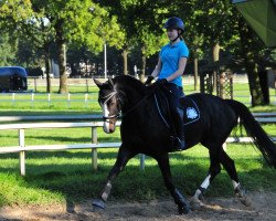 dressage horse Rafaela 29 (Latvian Warmblood, 2004, from Ravels)