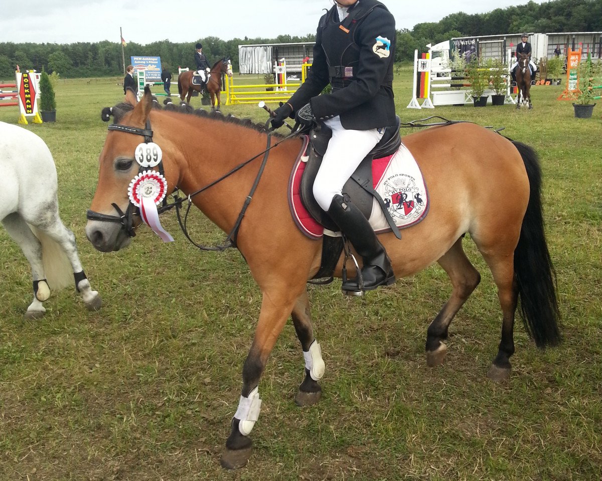 horse Tamara 317 (German Riding Pony, 2002)
