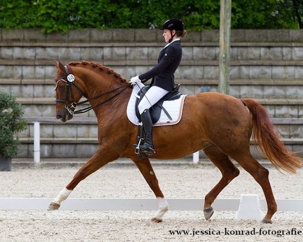 Dressurpferd Fima (Zweibrücker, 2003, von Fürst Piccolo) Dressurpferd Fima (Zweibrücker, 2003, von Fürst Piccolo)
