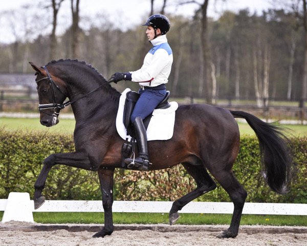 horse Bernhard (Hanoverian, 2011, from Fürst Grandios)