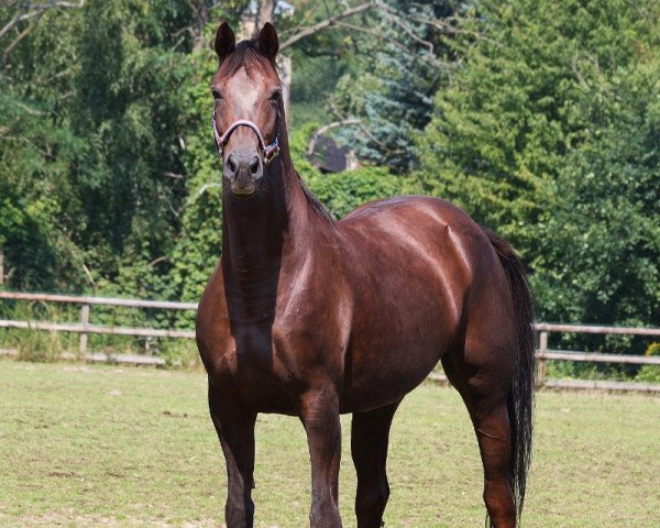 Zuchtstute Jazz Queen (Württemberger, 2002, von Jazzman)