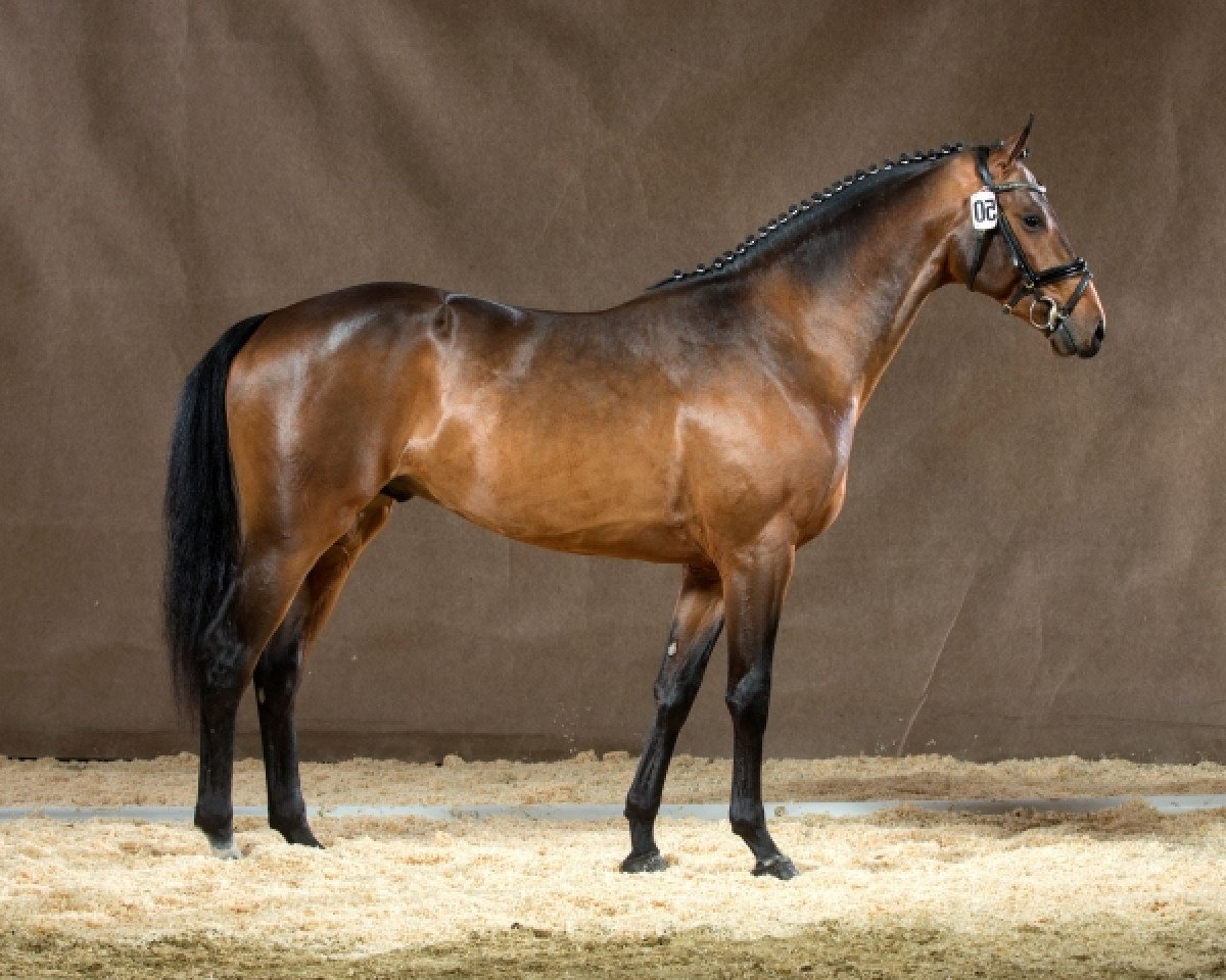 Deckhengst Chaccos Crack (Westfale, 2012, von Chaccos' Son)