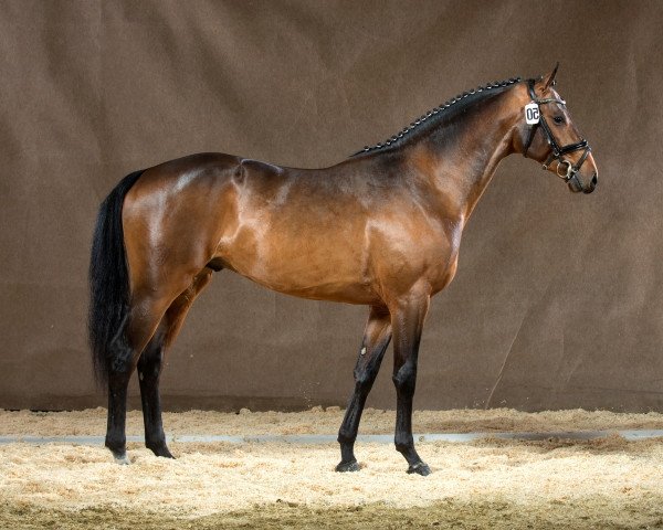 Deckhengst Chaccos Crack (Westfale, 2012, von Chaccos' Son)