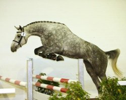 stallion Captain Sharky (Württemberger, 2010, from Cassico)