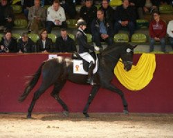 Dressurpferd Freeman GE (Deutsches Sportpferd, 2012, von Fürstenball)