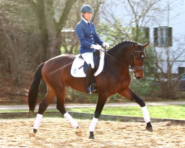 dressage horse Bailando (Bavarian, 2012, from Boston)