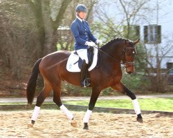 dressage horse Bailando (Bavarian, 2012, from Boston)