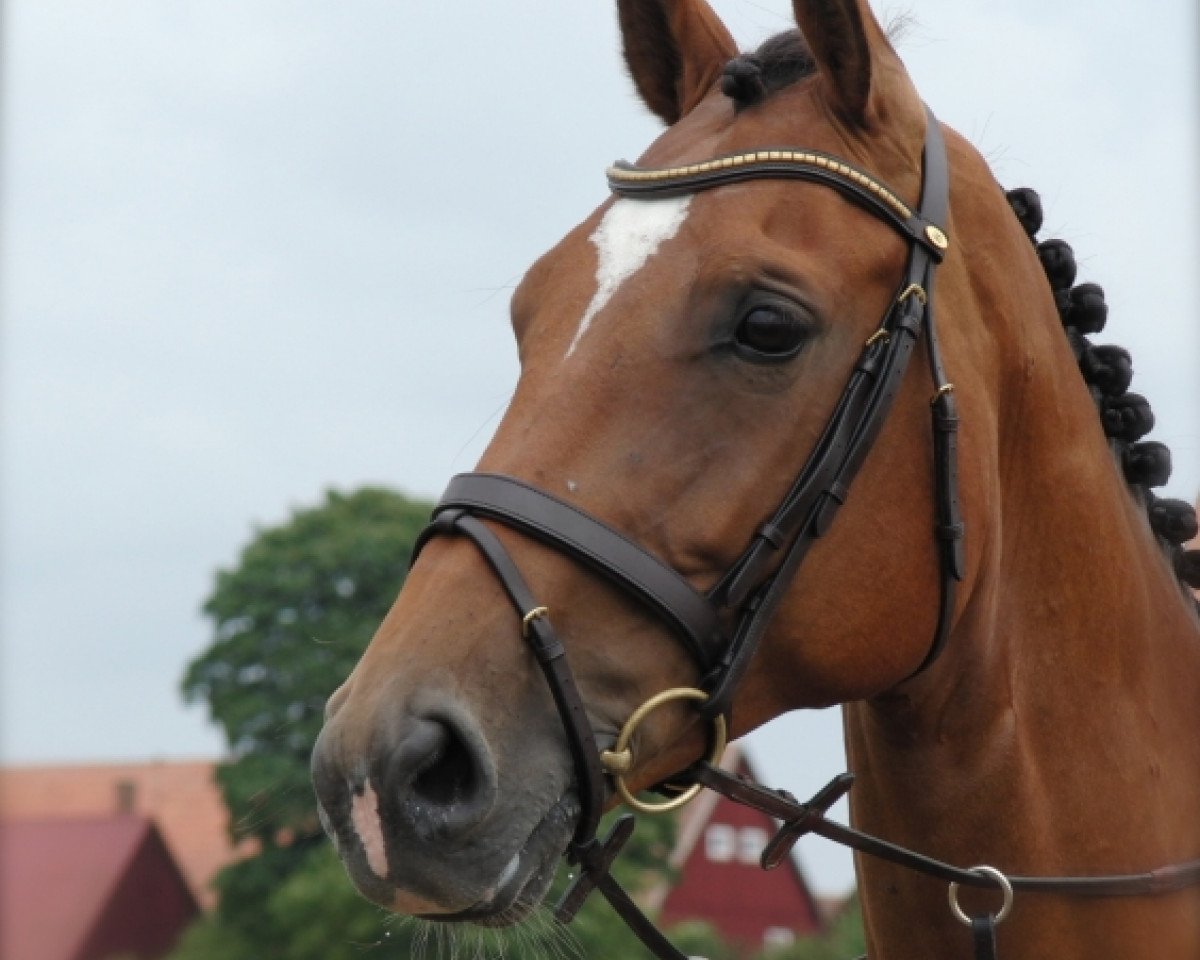 broodmare Calimba de Sol (Mecklenburg, 2007, from Corleograf)