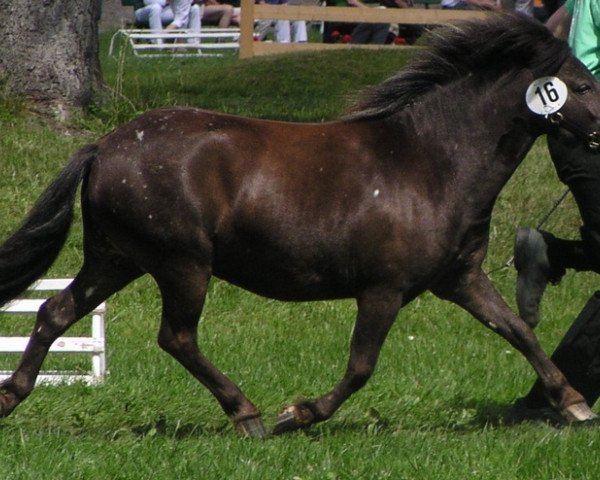Zuchtstute Rapunzel (Dt.Part-bred Shetland Pony, 2002, von Freesena's Veneziano)