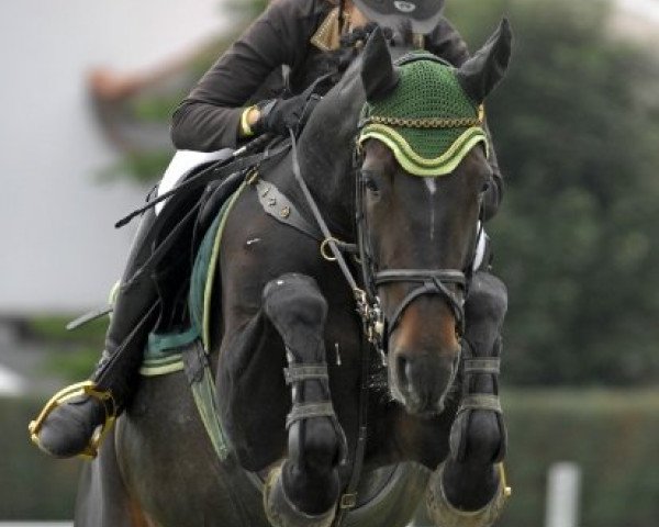 broodmare Chantal 183 (Hanoverian, 1998, from Chasseur I)