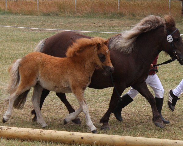 Pferd Mariska (Shetland Pony, 2015, von Isidor PrH*)