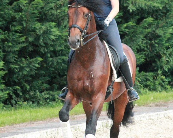 dressage horse Rheinstolz (Westphalian, 2004, from Rosenkoenig)