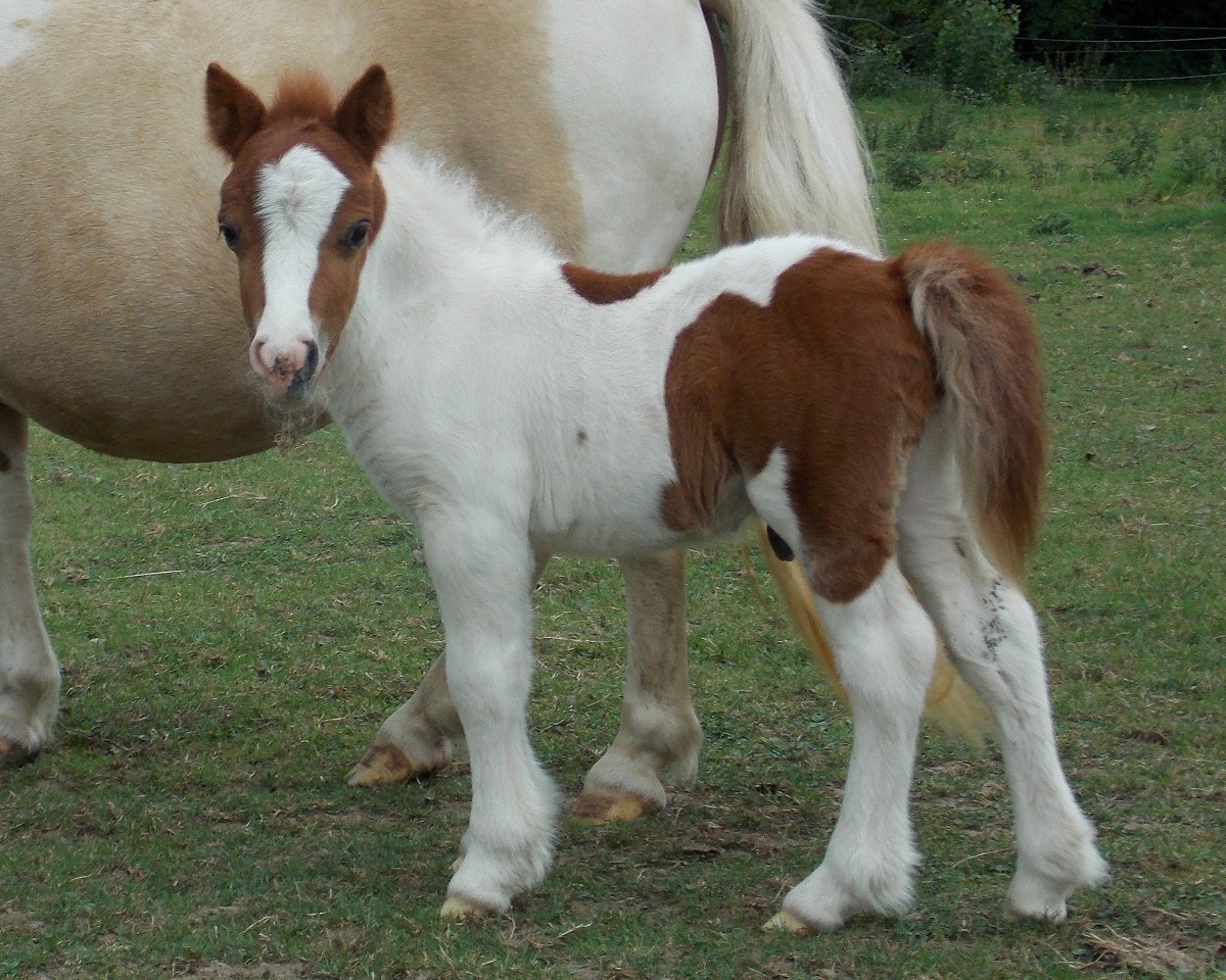 stallion Diabolo vom Rindergraben (Shetland Pony, 2015, from Domino von Weyhe)