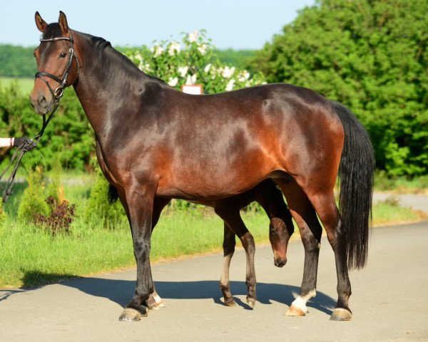 broodmare Rubina (Westphalian, 2003, from Riccione) broodmare Rubina (Westphalian, 2003, from Riccione)