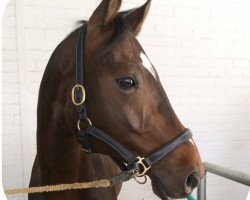 Dressurpferd Ribbon Dancer (Rheinländer, 2004, von Riccione)