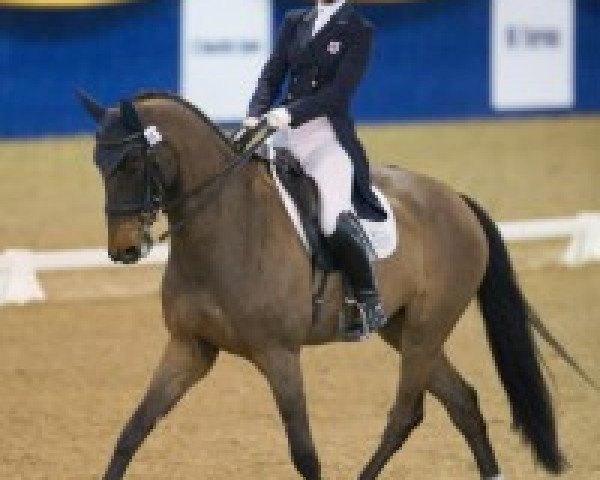 dressage horse Avesto van Weltevreden (KWPN (Royal Dutch Sporthorse), 2005, from Gribaldi)