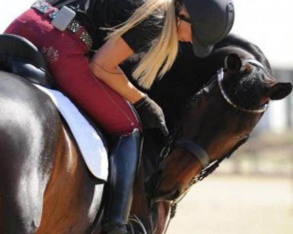 dressage horse Weltino's Magic (Westphalian, 2002, from Weltino)
