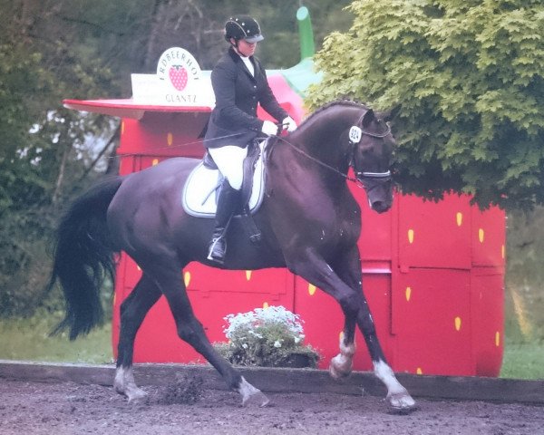 dressage horse Rotspon's Darling (Hanoverian, 2008, from Rotspon)