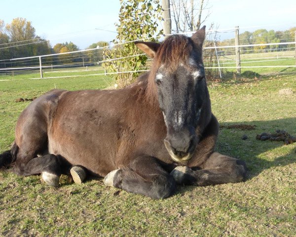 horse Bojan (Bosniak, 1991, from Barut 2147)