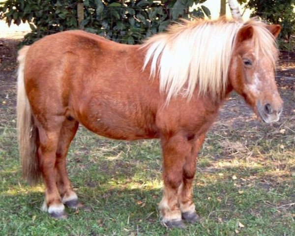 Zuchtstute Wendy van Stal 't Hurkske (Shetland Pony, 1984, von Leopold v.d. Strengstraat) Zuchtstute Wendy van Stal 't Hurkske (Shetland Pony, 1984, von Leopold v.d. Strengstraat)