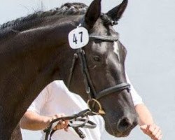 broodmare Sugar Love SN (Westphalian, 2006, from Sir Donnerhall I)
