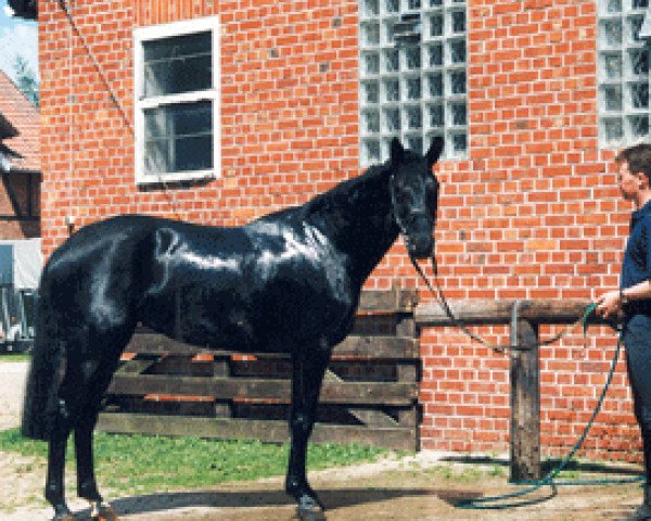broodmare Shannon (Hanoverian, 1995, from Sherlock Holmes)