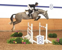 jumper Quiterie (Holsteiner, 2011, from Quadros 3)