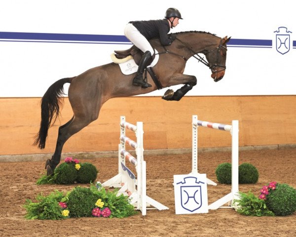 jumper Cadillac (Holsteiner, 2011, from Crawford) jumper Cadillac (Holsteiner, 2011, from Crawford)