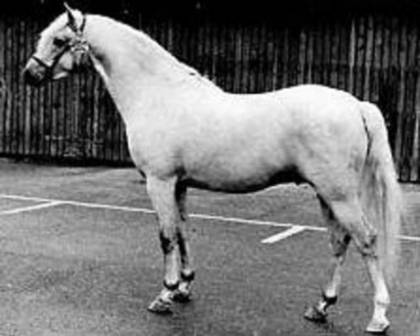 stallion Tetworth Massine (Welsh-Pony (Section B), 1970, from Lydstep Barn Dance)