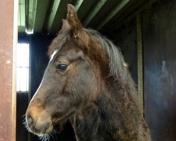 horse Salitos (Westphalian, 2015, from Samarino H)