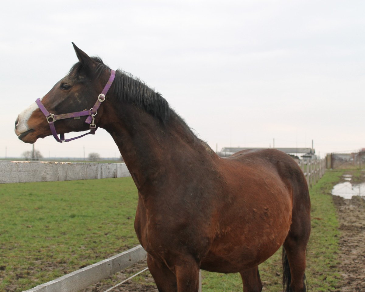 broodmare Alice (Hanoverian, 2002, from Acorado I)