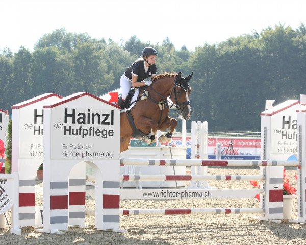 dressage horse Dolce Vita (Hanoverian, 2008, from Wie Weltmeyer)