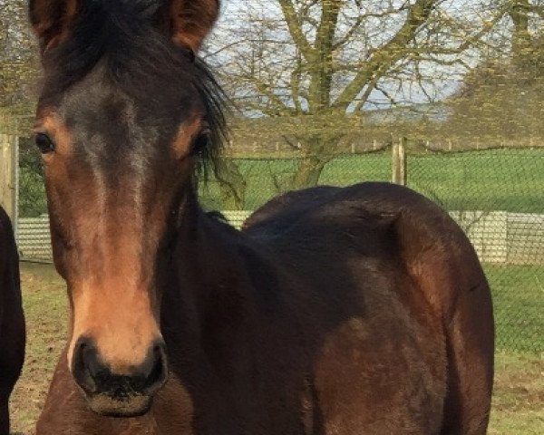 jumper Binyama (Westphalian, 2015, from Balous Diamond)