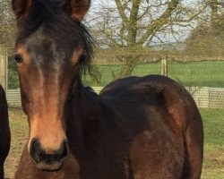jumper Binyama (Westphalian, 2015, from Balous Diamond)