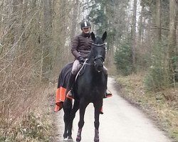 Dressurpferd Black Perl S (Hannoveraner, 2009, von Benetton Dream FRH 1301)