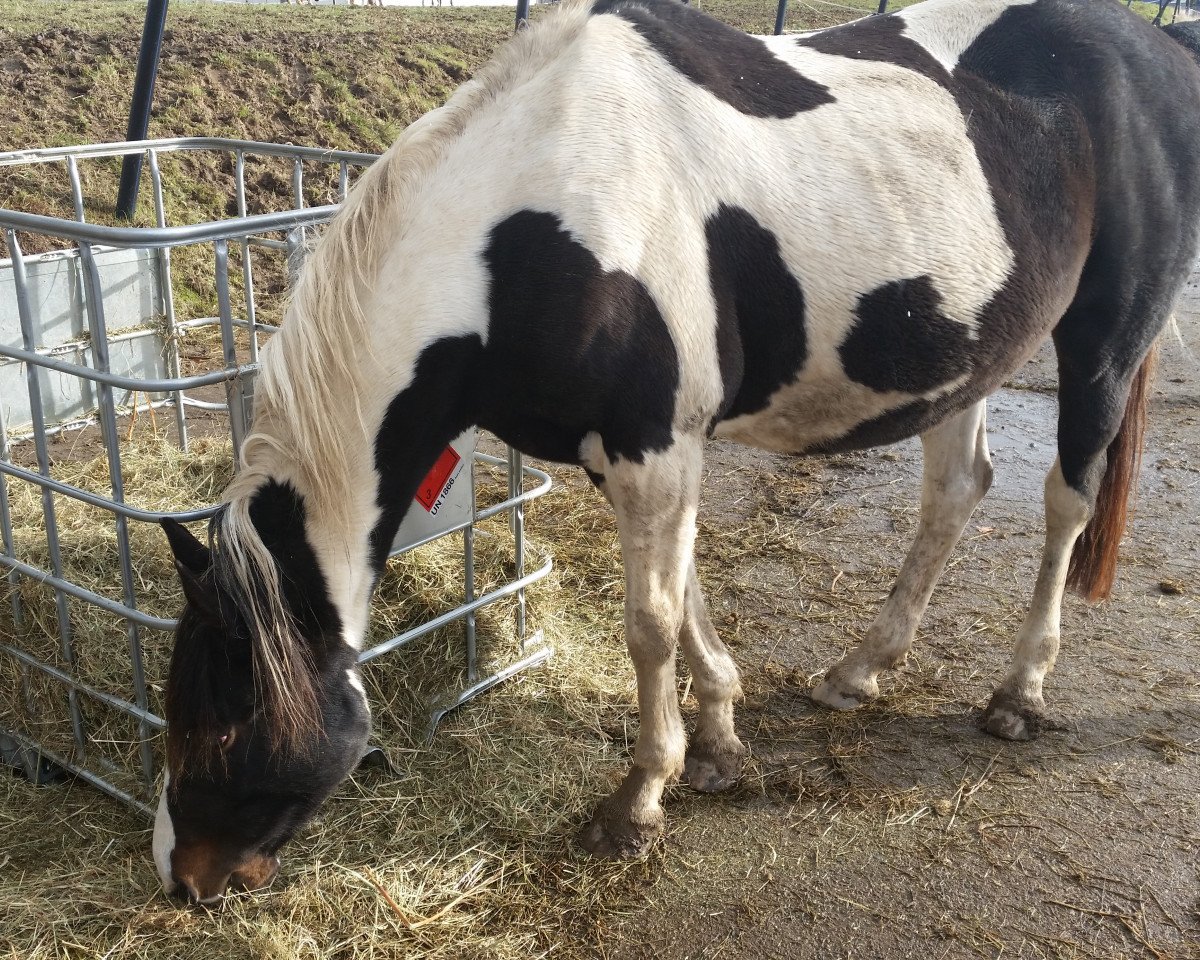 broodmare Tabeth (Nederlands Rijpaarden en Pony, 1999, from King Nero)