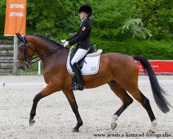 dressage horse Coeur du soleil (Württemberger, 2007, from Conteur)