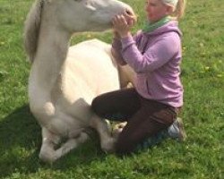 broodmare Calimero's Champions League (German Riding Pony, 2012, from Fs Calimero)