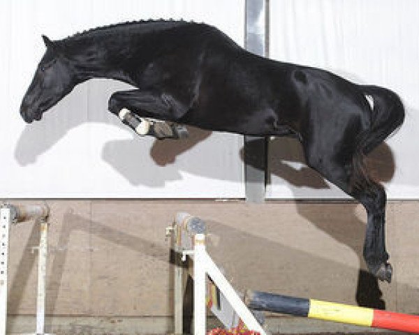 stallion Garlic Vh Kapelhof (Belgian Warmblood, 2006, from Tauber van het Kapelhof) stallion Garlic Vh Kapelhof (Belgian Warmblood, 2006, from Tauber van het Kapelhof)